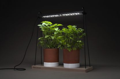 "Jean Racine", un luminaire design qui permet aux plantes de pousser toute l'année en intérieur... "Jean Racine", un luminaire design qui permet aux plantes de pousser toute l'année en intérieur...