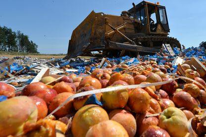 Un bulldozer écrase des tonnes de pêches saisies à Novozybkov (août 2015 ) Un bulldozer écrase des tonnes de pêches saisies à Novozybkov (août 2015 )