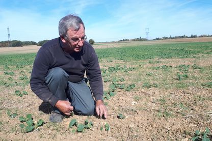 Didier Boulland est céréalier dans l'Eure-et-Loir, sur la commune du Mesnil-Simon. Il est ici sur sa parcelle de Colza où seulement un pied sur deux est sorti de terre à cause de la sécheresse. Didier Boulland est céréalier dans l'Eure-et-Loir, sur la commune du Mesnil-Simon. Il est ici sur sa parcelle de Colza où seulement un pied sur deux est sorti de terre à cause de la sécheresse.