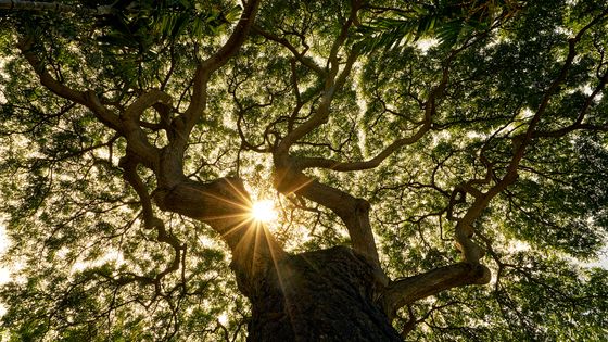 Chercheur atypique, l’ingénieur forestier Ernst Zürcher mêle science et spiritualité pour percer les liens mystérieux qui unissent l’arbre et l’homme. ©Getty - Matt Anderson Photography