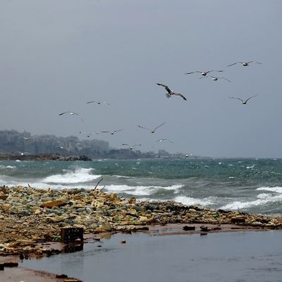 Les niveaux de pollution sont particulièrement élevés le long de la côte méditerranéenne libanaise. Ici, des mouettes cherchent de la nourriture près d'une zone d'évacuation des eaux usées, où des piles de bouteilles en plastique et de gallons s'accu
