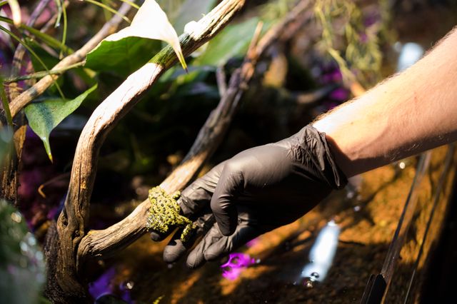 Certaines espèces de grenouilles ou de crapauds doivent être manipulés sans aucun contact avec la peau.