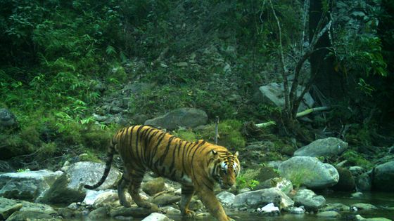 Un tigre du Bengale dans un parc national au Népal ©AFP - HANDOUT / DNPWC / WWF /