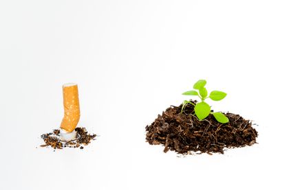 Quel est l'impact environnemental de la cigarette ? Quel est l'impact environnemental de la cigarette ?