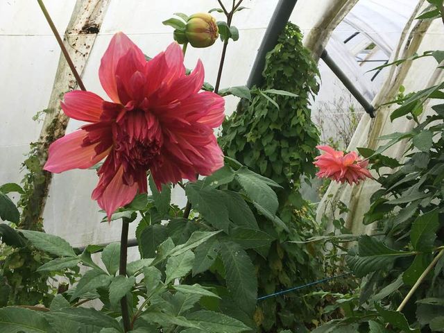 Ces dahlias n'ont besoin d'aucun traitement chimique.