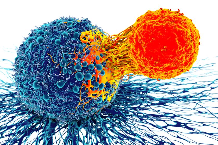 Les travaux des lauréats ont permis de développer l'immunothérapie contre le cancer