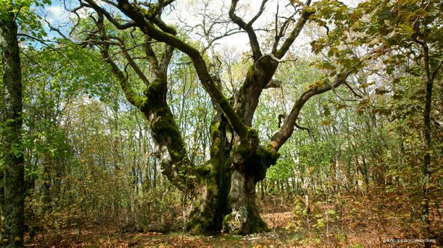 Image tirée de "Le Temps des forêts" (François-Xavier Drouet, sortie dans les salles depuis le 12 septembre 2018)