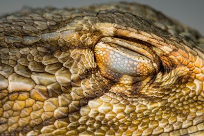 dragons barbus qui dorment dragons barbus qui dorment