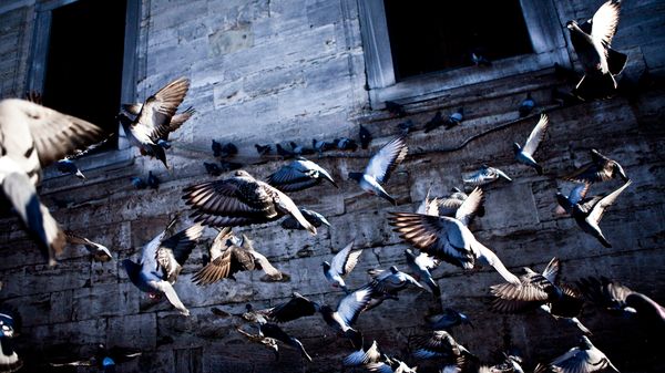 Les animaux mélomanes