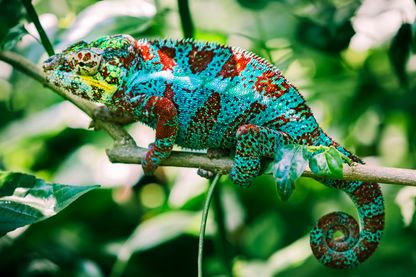 Caméléon Panthère Caméléon Panthère