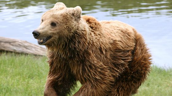 Ours brun, Parc Skandinavisk, Danemark - Malene / via Wikimedia