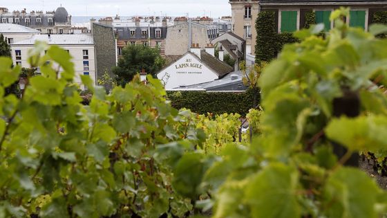 Vue du cabaret du Lapin Agile, à Montmartre, depuis les vignes, 2012. ©AFP - Patrick Kovarik