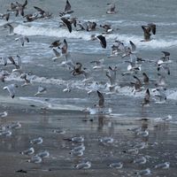Vol de mouettes, France, 2018