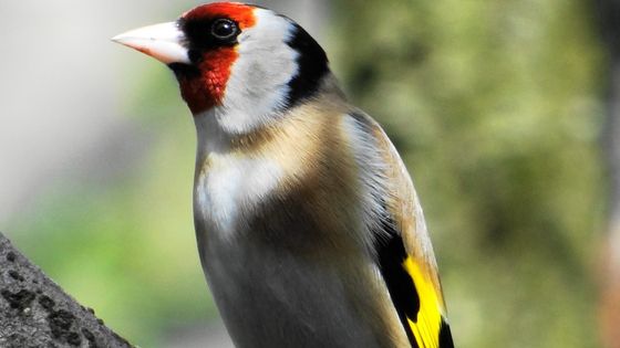 Un Chardonneret élégant - photo by Ghislain38 (travail personnel, détail) / via Wikimedia Commons