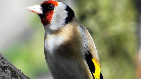 La musique célèbre la nature - lundi 26 novembre 2018