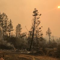 Forêt dévastée par les incendies, aux environs de Paradise, en Californie, novembre 2018.