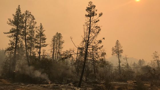 Forêt dévastée par les incendies, aux environs de Paradise, en Californie, novembre 2018. ©Radio France - Grégory Philipps