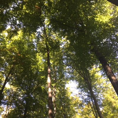 La forêt