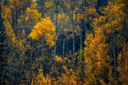 Pando Valley, USA Pando Valley, USA