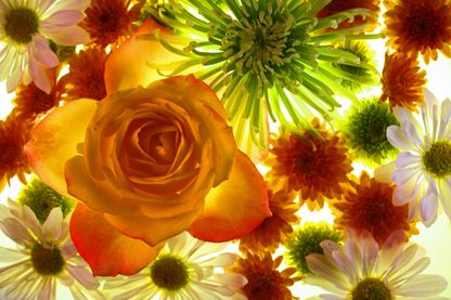Des fleurs de saison toute l'année sans pesticide Des fleurs de saison toute l'année sans pesticide