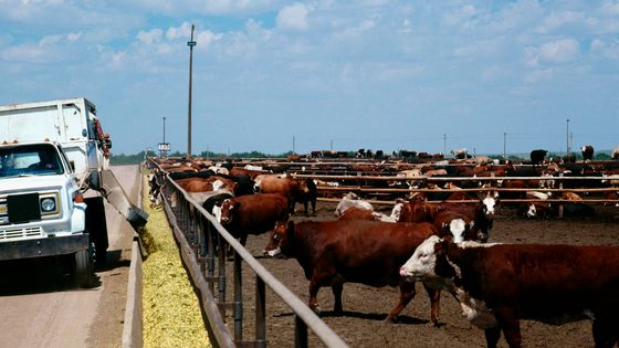 Distribution du repas dans un feedlot du Colorado, aux Etats-Unis ©Getty