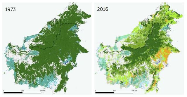 Depuis les années 70, Bornéo a perdu 40 % de ses forêts.