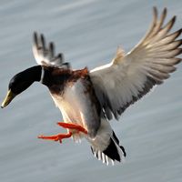 Un canard sur le lac de Genève.