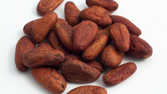 Fèves de cacao ©Getty