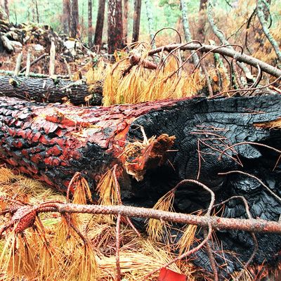 Incendie dans la dans la vallée de la Restonica en Corse octobre 2000