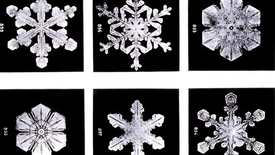 Flocons de neige de Wilson Bentley (Vermont, Etats-Unis, 1902) - Wikimedia Commons