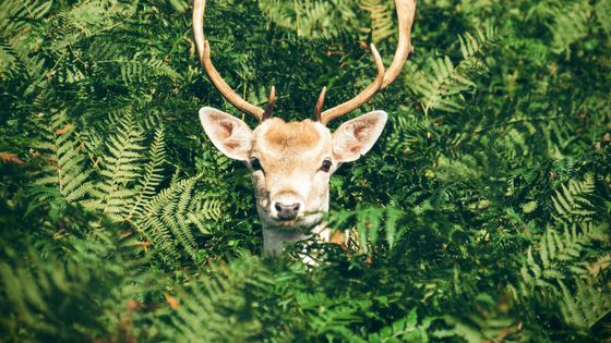 Un daim dans les bois - Chris Greenhow - Unsplash