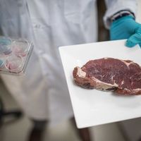 Commercialiser de la viande artificielle : c'est le but de la start up Aleph Farm