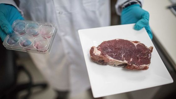 Commercialiser de la viande artificielle : c'est le but de la start up Aleph Farm ©Getty - Ilia Yechimovich/picture alliance