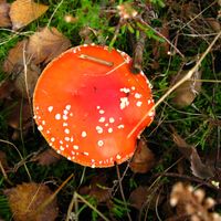 A l'automne, champignon de la variété amanite tue-mouche en forêt, entouré de feuilles mortes, novembre 2006.