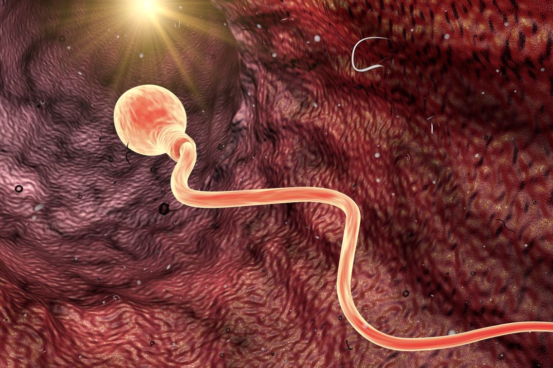 Ou Sont Passes Les Spermatozoides