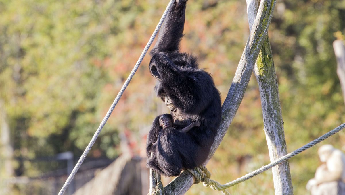 Votez Quel Prenom Pour Le Nouveau Bebe Singe Siamang Du Parc Animalier D Auvergne