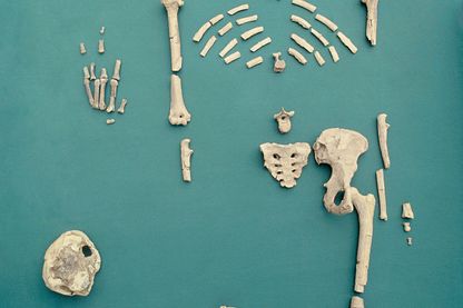 Lucy est le nom donné au fossile d'Australopithecus afarensis découvert en Ethiopie en 1974. Le squelette est complet à 40% et remonte à 3,2 millions d'années. Lucy est le nom donné au fossile d'Australopithecus afarensis découvert en Ethiopie en 1974. Le squelette est complet à 40% et remonte à 3,2 millions d'années.