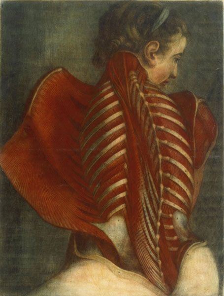 Jacques Gautier d'Agoty, "Anatomie générale des viscères" dit "Ange anatomique", Paris, 1752