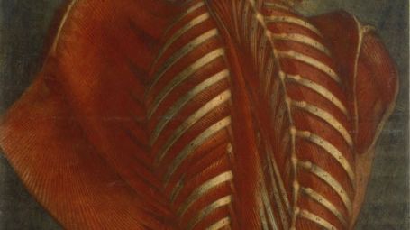 Jacques Gautier d'Agoty, "Anatomie générale des viscères" dit "Ange anatomique", Paris, 1752