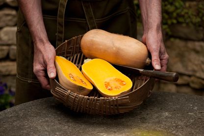 Un jardinier présente un panier contenant des courges butternut Un jardinier présente un panier contenant des courges butternut
