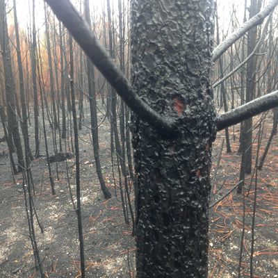 Forêts entièrement brûlées sur la route vers Coimbra