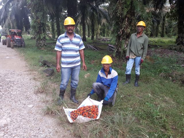 Sur la plantation, les ouvriers sont payés autour de 6 euros par jour.