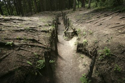Séquelles de la Première Guerre mondiale dans la forêt de Verdun, près du Fort de Douaumont (restes de tranchées). Séquelles de la Première Guerre mondiale dans la forêt de Verdun, près du Fort de Douaumont (restes de tranchées).