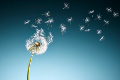 Dandelion seeds blowing on blue background Dandelion seeds blowing on blue background