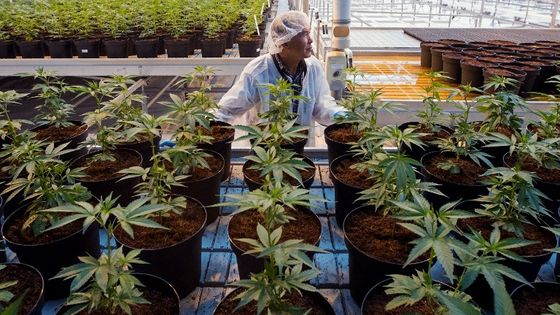 Des plants de cannabis ©AFP - Lars Hagberg