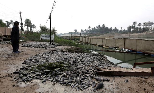 Poissons morts sur les rives de l'Euphrates