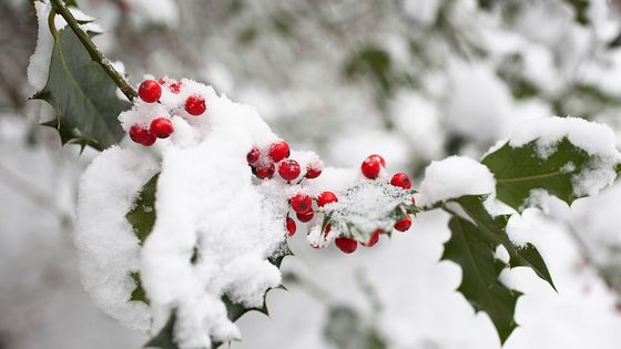 Houx ©Getty - FlowerPhotos/UIG