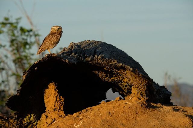 La forêt replantée est un habitat pour de nombreux animaux