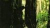 « Out of the Woods »