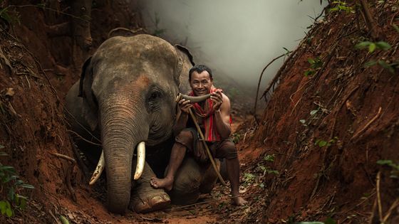 Un éléphant et un indien dans une forêt. ©Getty